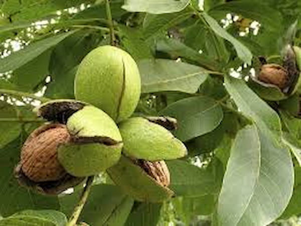 قیمت خرید نهال گردو پوست کاغذی با فروش عمده